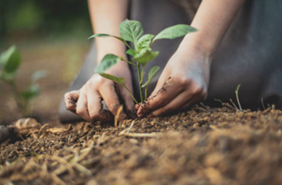 image of child planting seedling