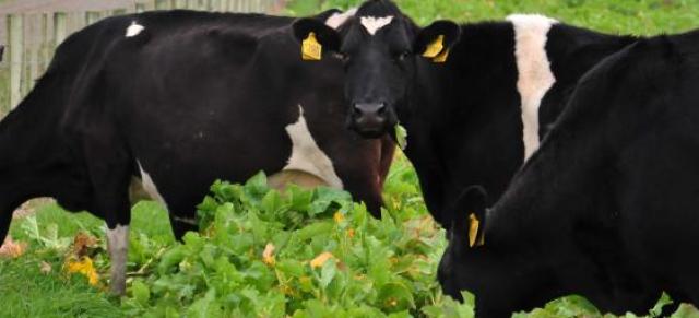 image of cows grazing forage crops