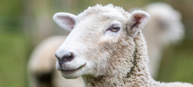 image of sheep close up