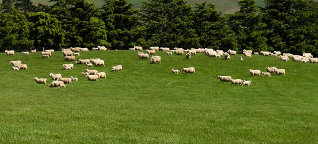 image of sheep on green pasture