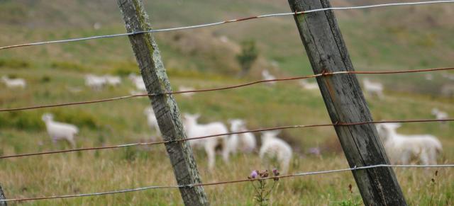image of sheep behind wire fence
