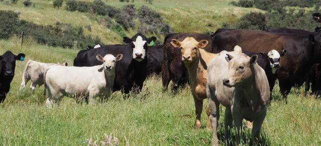 image of beef cattle