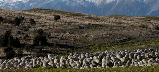 mob of sheep in winter