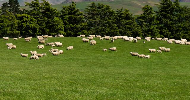 image of sheep on green pasture