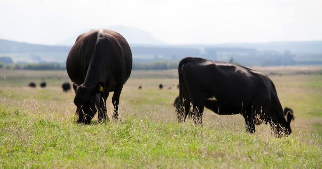 Angus cattle in Rangitaiki 