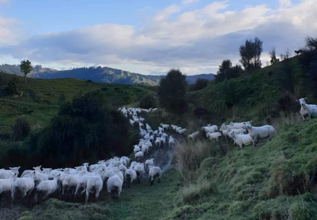 Image of Wairoa farm and sheep herd