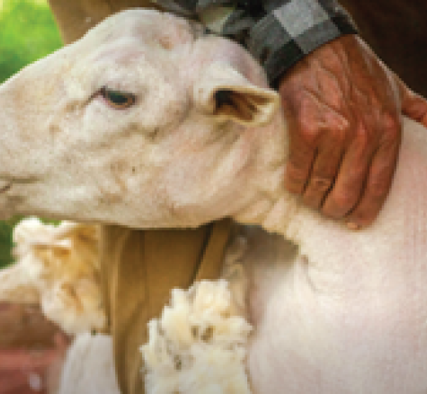 image of sheep being sheared