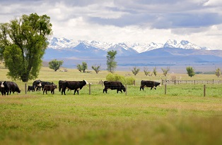 image of mixed herd walking by fenceline