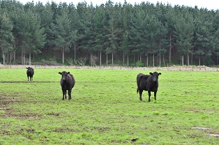 image of cows infront of trees