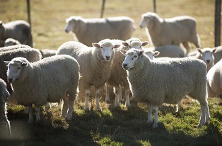 image of sheep in field