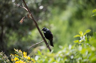 image of tui bird 