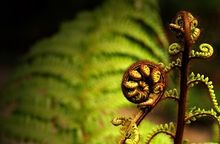 image of native fern