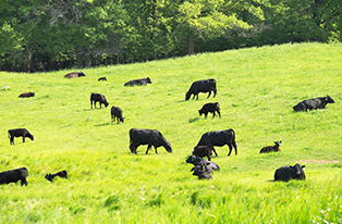 Image of cattle grazing