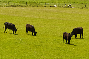 Image of four cows