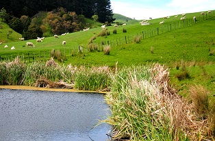 image of pond with sheep in background