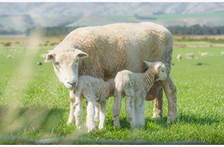 Ewe with two lambs