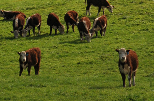 Image of Hereford cattle