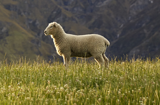 Image of a lamb