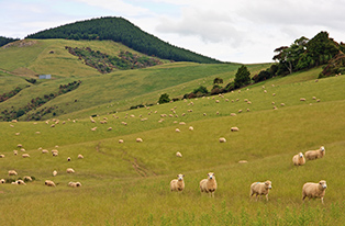Image of sheep on pasture