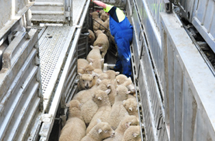 Sheep being loaded on truck