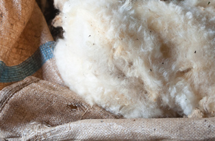Image of raw wool
