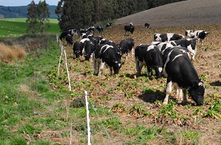 image of dairy cows grazing winter crops