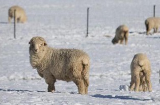image of sheep in snow