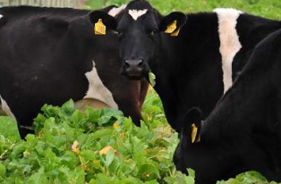 image of dairy cows grazing crops