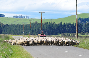 Farmer moving sheep