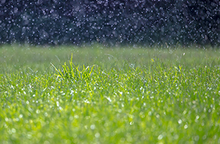 Water landing on grass