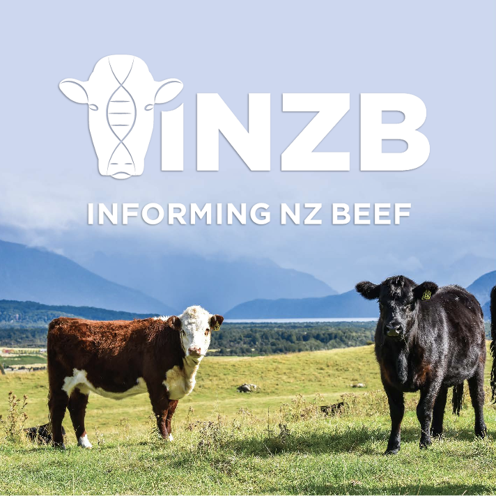 Breeding success: inside the Informing New Zealand Beef commercial