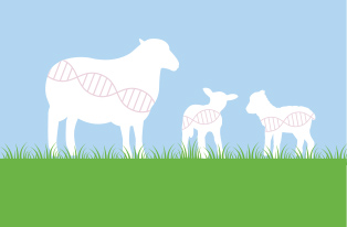 image of sheep and lambs with genetics symbol 