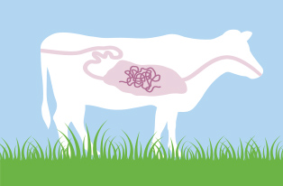 diagram of worms in cattle