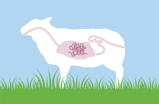 diagram showing worms inside of sheep