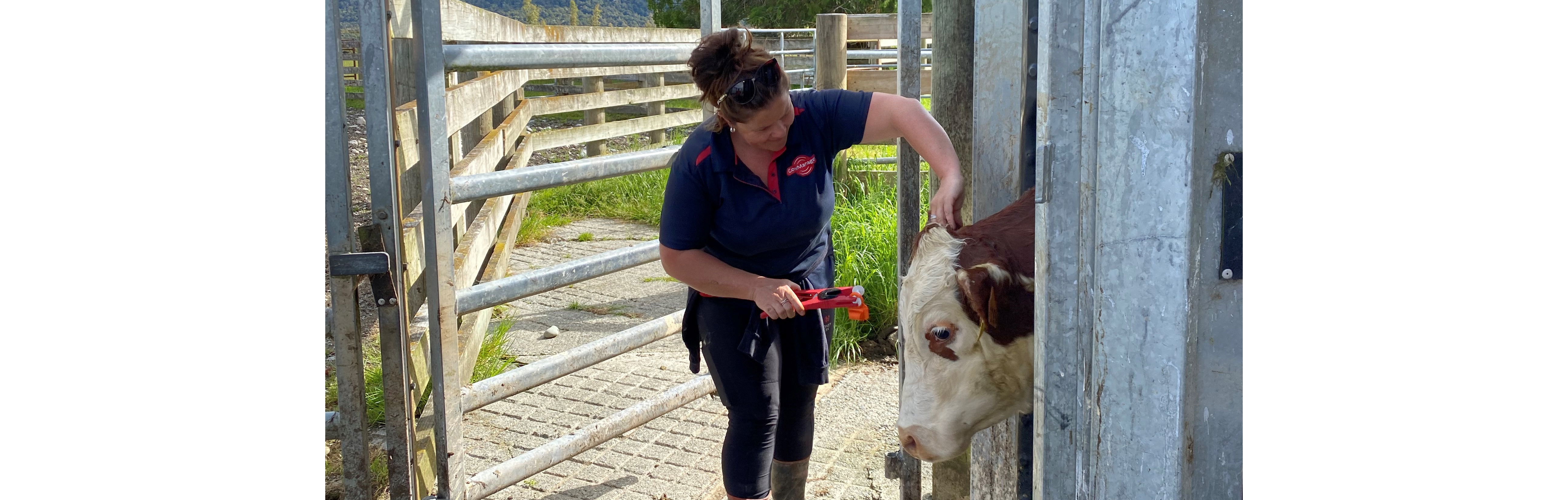 Wearable cow monitoring system being trialled on beef herds | Beef ...