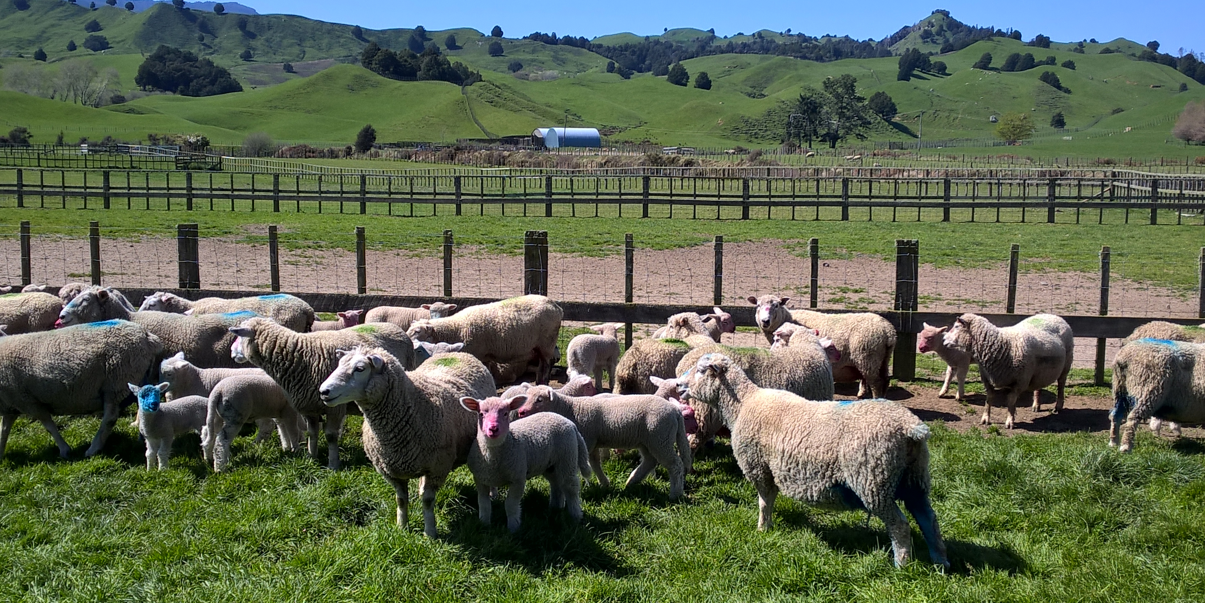 Preventing pneumonia at weaning | Beef + Lamb New Zealand