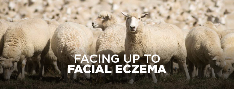 facing up to FE banner image of flock