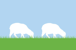 image of two lambs grazing illustration