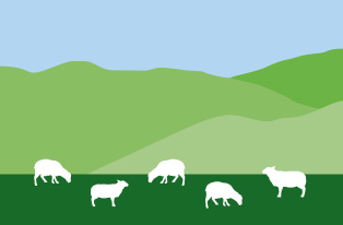 illustration of sheep on farm