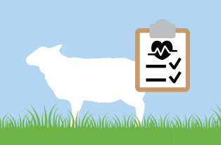 illustration depicting worm diagnostics in sheep