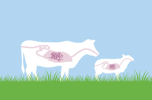 illustration of worms in cow and sheep