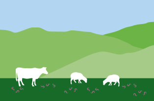 illustrated image of stock grazing