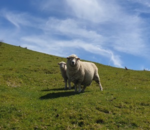 image of sheep and lamb on hill