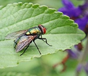 image of blow fly on leaf