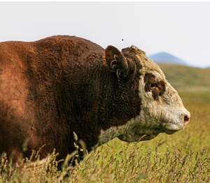 image of a bull in paddock