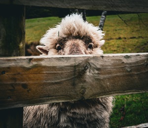 image of sheep looking through fence