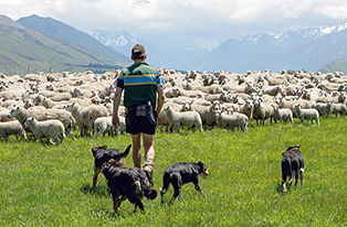 image of farmer and sheep and dogs infront of snowy mountain