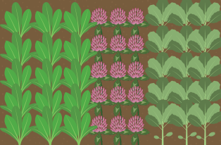 animated image of three plantings of forages