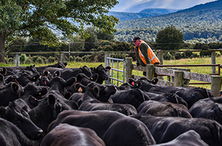 image of man overlooking angus herd