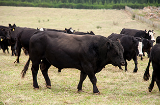 image of black bulls